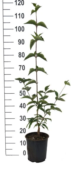 Großfrüchtige Kornelkirsche `Jolico´ Cornus Mas `Jolico´ 7 Großfrüchtige Kornelkirsche `Jolico´ Cornus Mas `Jolico´ -Baumwelt Verkaufsgeschäft Jolico Kornelkirsche weiss