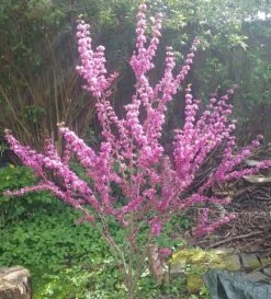 Judasbaum Cercis Siliquastrum -Baumwelt Verkaufsgeschäft Judasbaum
