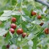 Jujube / Chinesische Dattel / Brustbeere `Li´ Ziziphus Jujuba -Baumwelt Verkaufsgeschäft Jujube erweiterte Lizenz