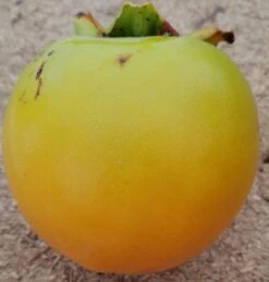 Kaki `Rojo Brillante´ Diospyros Kaki `Rojo Brillante´