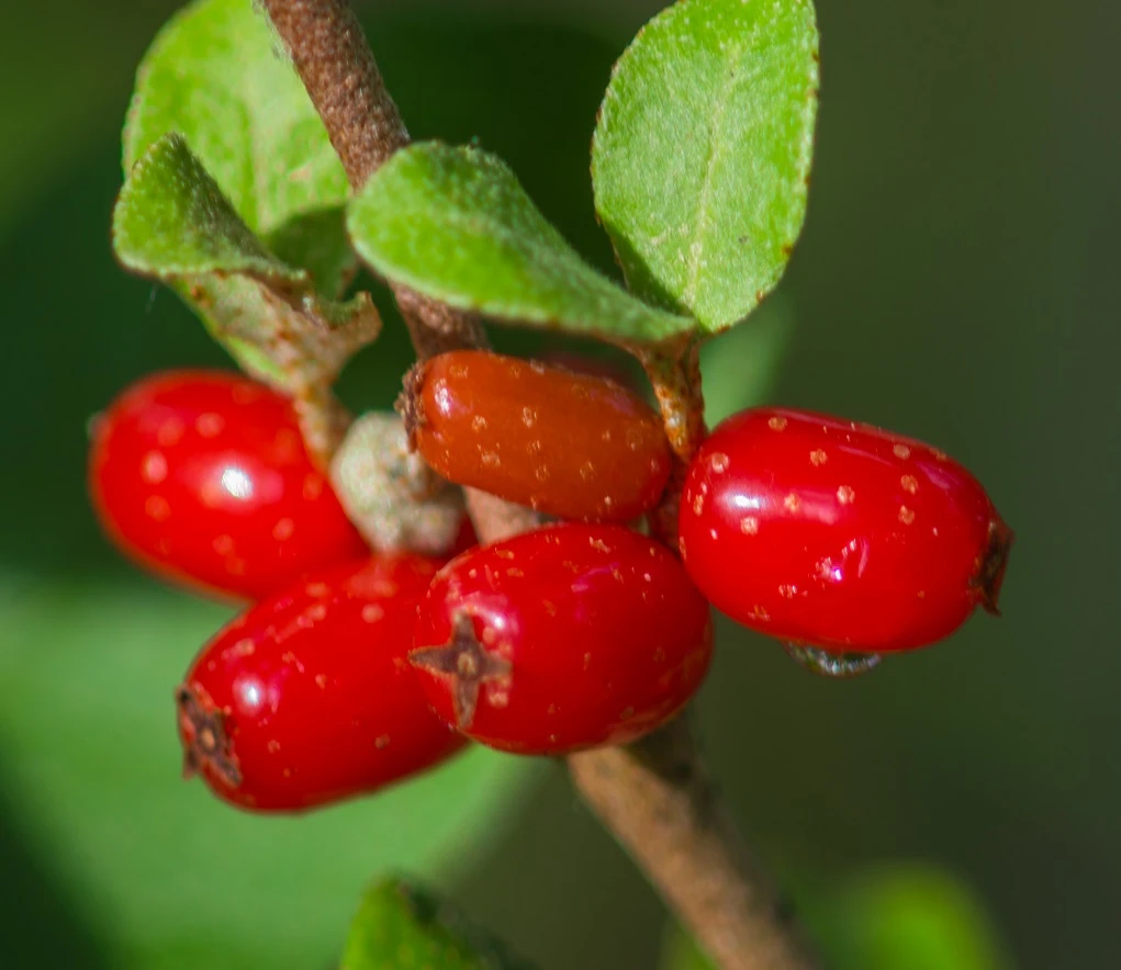 Kanadische Büffelbeere Sheperdia Canadensis 1 Kanadische Büffelbeere Sheperdia Canadensis
