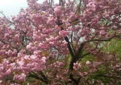 Zierkirsche `Kanzan´ Prunus Serrulata `Kanzan´ -Baumwelt Verkaufsgeschäft Kanzan Kirsche