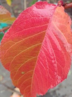 Zierkirsche `Kanzan´ Prunus Serrulata `Kanzan´ -Baumwelt Verkaufsgeschäft Kanzan herbstf rbung