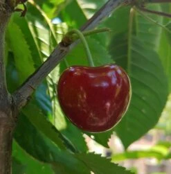 Säulensauerkirsche `Jachim´ Prunus Cerasus `Jachim´ -Baumwelt Verkaufsgeschäft KirscheqrHhSGMlGgmAy
