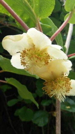 Baumwelt Verkaufsgeschäft -Baumwelt Verkaufsgeschäft Kiwi weiblich