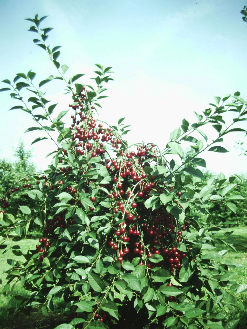 Zwergsauerkirsche Morellini Prunus Cerasus `Morellini´ 1 Zwergsauerkirsche Morellini Prunus Cerasus `Morellini´