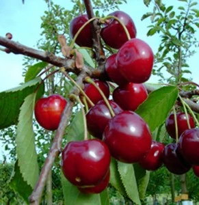 Zwergsauerkirsche Kobold Prunus Cerasus `Kobold´ 1 Zwergsauerkirsche Kobold Prunus Cerasus `Kobold´