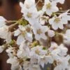 Zwerg-Zierkirsche `Kojou-no-mai´ Prunus Incisa `Kojou-no-mai´ -Baumwelt Verkaufsgeschäft Kojou no mai