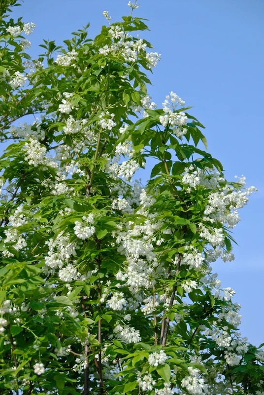 Kolchische Pimpernuss Staphylea Colchica 2 Kolchische Pimpernuss Staphylea Colchica – Bild 2