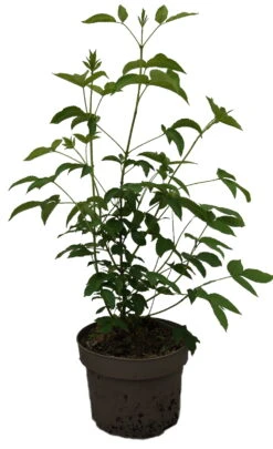 Kolchische Pimpernuss Staphylea Colchica 7 Kolchische Pimpernuss Staphylea Colchica -Baumwelt Verkaufsgeschäft Kolchische Pimpernuss