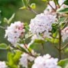 Koreanischer Duft-Schneeball Viburnum Carlesii 12 Koreanischer Duft-Schneeball Viburnum Carlesii -Baumwelt Verkaufsgeschäft Korea Schneeball