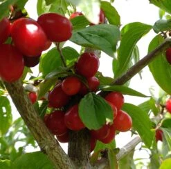 Großfrüchtige Kornelkirsche `Jolico´ Cornus Mas `Jolico´ 6 Großfrüchtige Kornelkirsche `Jolico´ Cornus Mas `Jolico´ -Baumwelt Verkaufsgeschäft Kornelkirsche jolico