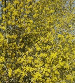 Großfrüchtige Kornelkirsche `Schönbrunner Gourmet Dirndl´ Cornus Mas `Schönbrunner Gourmetdirndl´ 7 Großfrüchtige Kornelkirsche `Schönbrunner Gourmet Dirndl´ Cornus Mas `Schönbrunner Gourmetdirndl´ -Baumwelt Verkaufsgeschäft Kornelkirschen