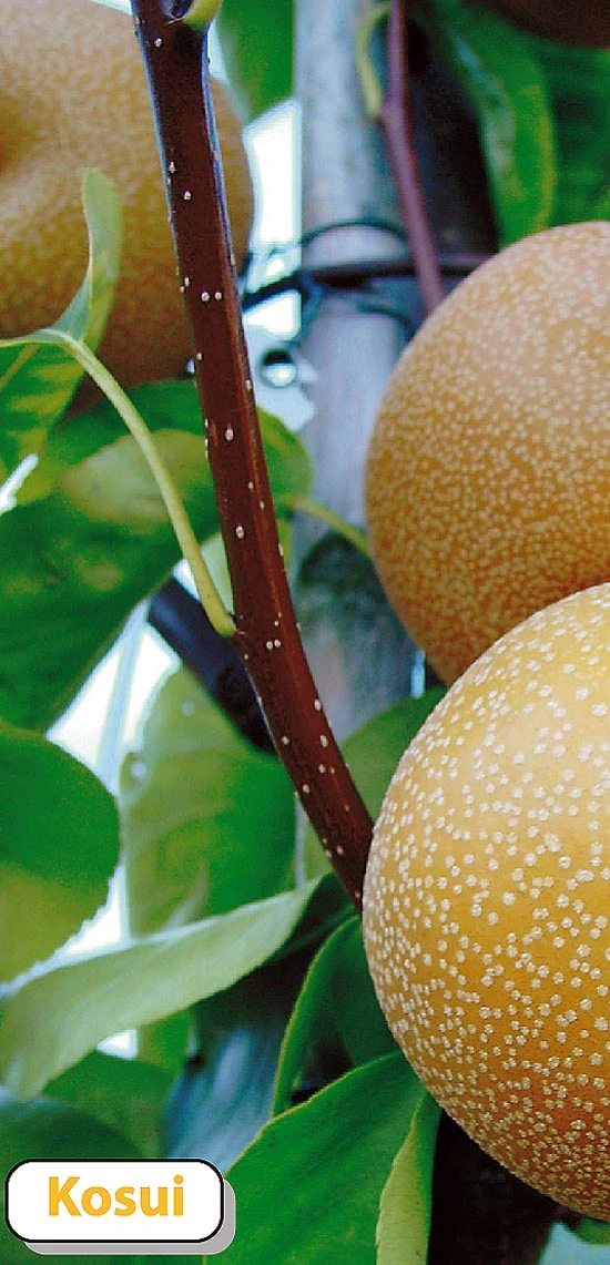 Nashi Kosui Pyrus Pyrifolia `Kosui´ 2 Nashi Kosui Pyrus Pyrifolia `Kosui´ – Bild 2