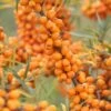 Sanddorn-Set - Männl. Und Weibl. Pflanze Hippophae Rhamnoides -Baumwelt Verkaufsgeschäft LeikoraJcriljNnxkTgm