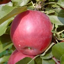 Liberty Malus Domestica `Liberty´ -Baumwelt Verkaufsgeschäft Liberty