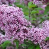 Zwerg-Duft-Flieder `Lillifee´® Syringa Meyeri `Lillifee´ 8 Zwerg-Duft-Flieder `Lillifee´® Syringa Meyeri `Lillifee´ -Baumwelt Verkaufsgeschäft Lillifee Kordes Jungpflanzen