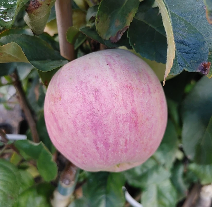 Zwergapfel Maloni® `Lilly´® Malus Domestica `Lilly´ 1 Zwergapfel Maloni® `Lilly´® Malus Domestica `Lilly´