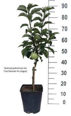 Zwergapfel Maloni® `Lilly´® Malus Domestica `Lilly´ 5 Zwergapfel Maloni® `Lilly´® Malus Domestica `Lilly´ -Baumwelt Verkaufsgeschäft Lilly weiss