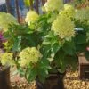 Rispenhortensie `Little Lime®´ Hydrangea Paniculata `Little Lime´ -Baumwelt Verkaufsgeschäft Limelight Hortensie