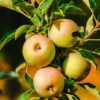 Säulenapfel `Lopini´® Malus Domestica `Lopini´® 2 Säulenapfel `Lopini´® Malus Domestica `Lopini´® -Baumwelt Verkaufsgeschäft Lopini