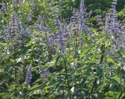 Mönchspfeffer Vitex Agnus Castus 14 Mönchspfeffer Vitex Agnus Castus -Baumwelt Verkaufsgeschäft M nchpfeffer 3