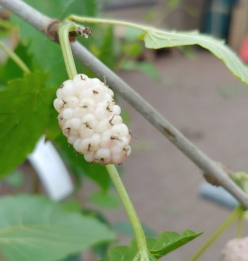 Weiße Maulbeere Morus Alba 1 Weiße Maulbeere Morus Alba