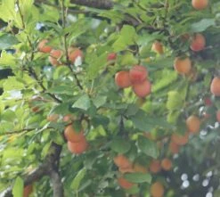 MilankaⓇ Bunte Kirschpflaume Prunus Cerasifera `Milanka´ 5 MilankaⓇ Bunte Kirschpflaume Prunus Cerasifera `Milanka´ -Baumwelt Verkaufsgeschäft Milanka Frucht