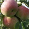 Mira ® Malus Domestica 6 Mira ® Malus Domestica -Baumwelt Verkaufsgeschäft Mira 3