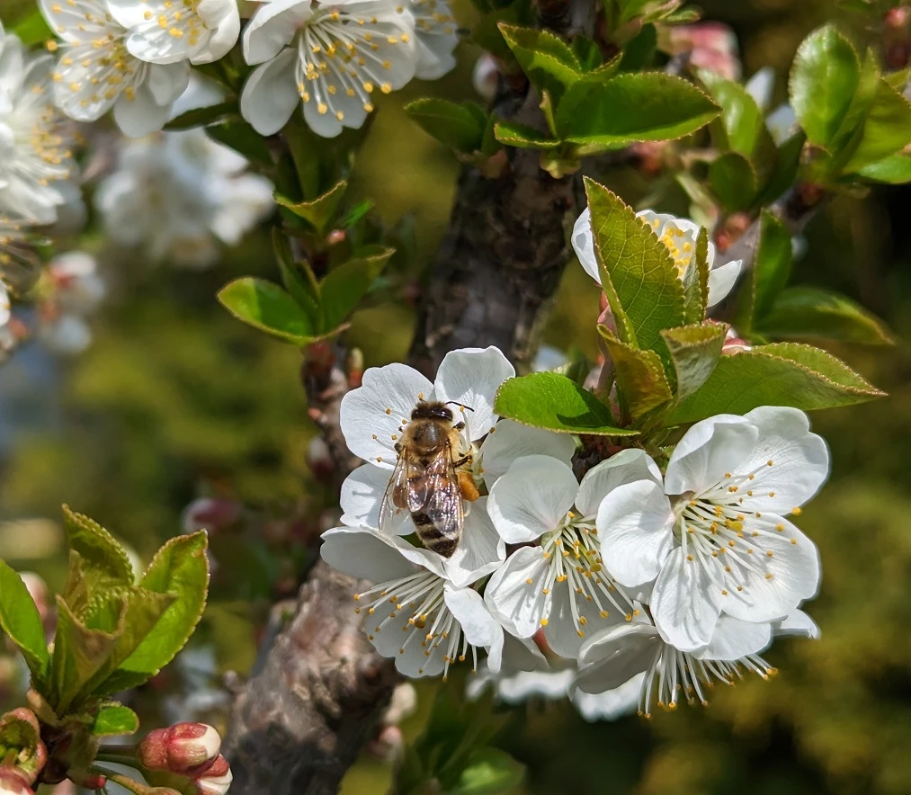 Zwergsauerkirsche Morellini Prunus Cerasus `Morellini´ 2 Zwergsauerkirsche Morellini Prunus Cerasus `Morellini´ – Bild 2