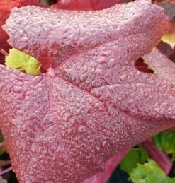 Blauer Muskateller Vitis `Blauer Muskateller´ 8 Blauer Muskateller Vitis `Blauer Muskateller´ -Baumwelt Verkaufsgeschäft Muskateller herbstf rbung