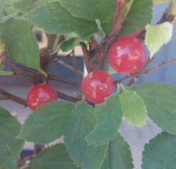 Nankingkirsche `Orient´ Prunus Tomentosa Orient -Baumwelt Verkaufsgeschäft Nankingkirsche Frucht