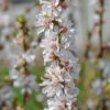 Nankingkirsche `Orient´ Prunus Tomentosa Orient -Baumwelt Verkaufsgeschäft Nankingkirsche Orient