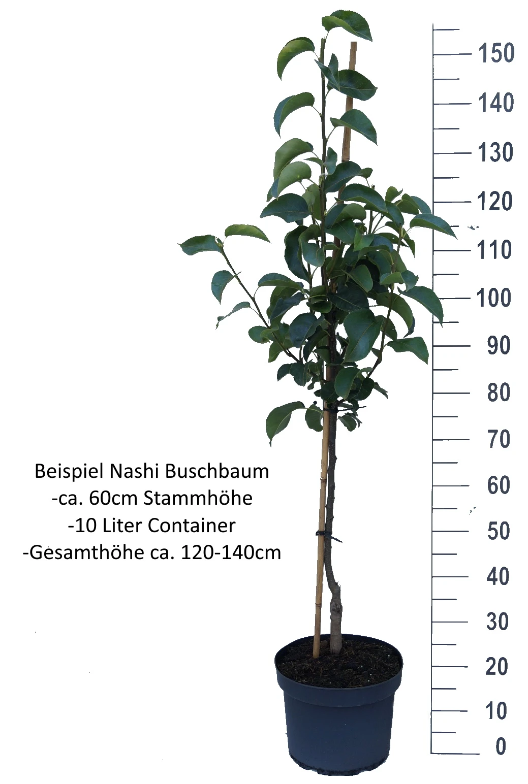 Benita®, Kreuzung Aus Birne Und Nashi Pyrus Pyrifolia `Benita´ 4 Benita®, Kreuzung Aus Birne Und Nashi Pyrus Pyrifolia `Benita´ – Bild 4