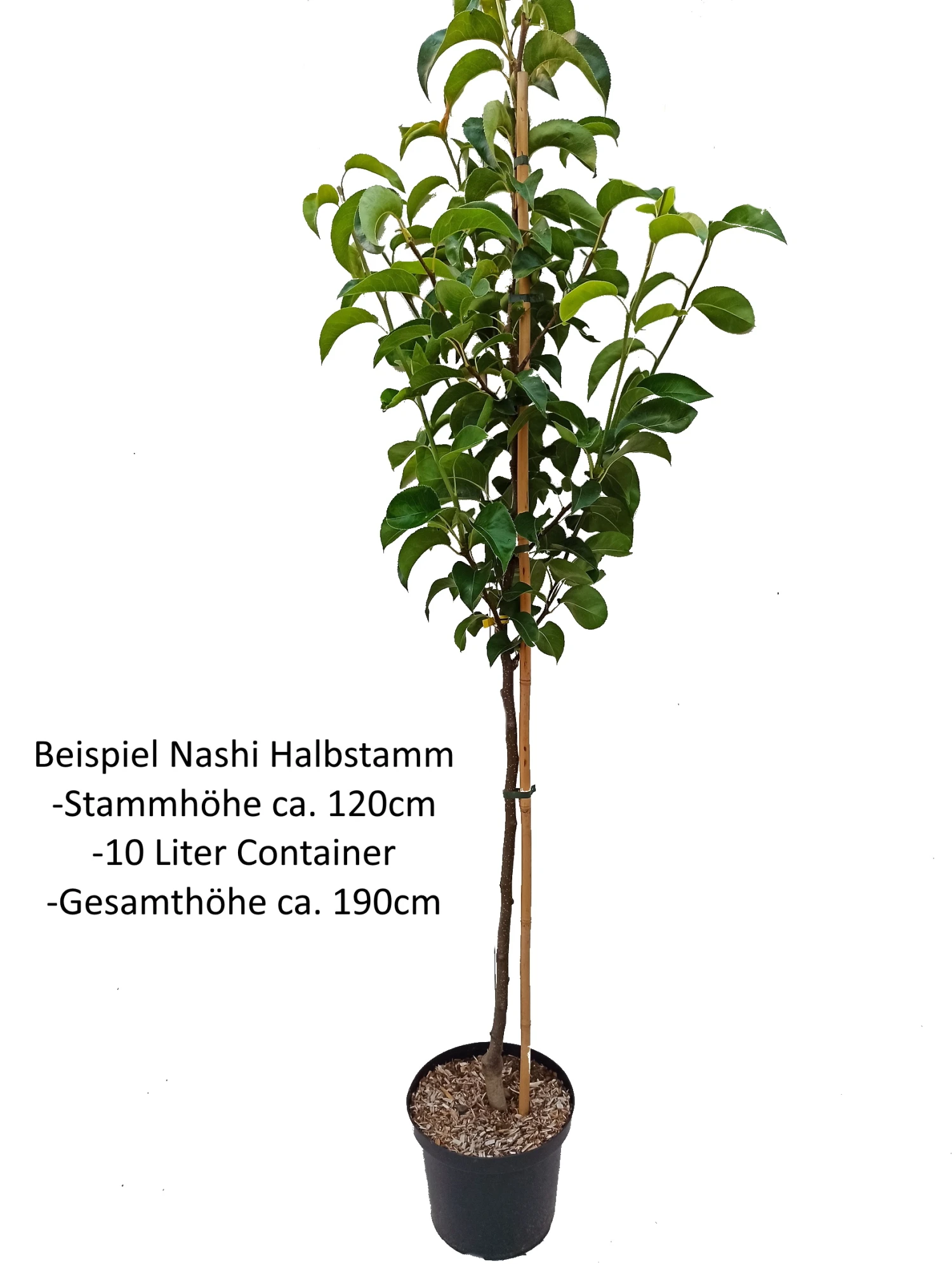 Benita®, Kreuzung Aus Birne Und Nashi Pyrus Pyrifolia `Benita´ 3 Benita®, Kreuzung Aus Birne Und Nashi Pyrus Pyrifolia `Benita´ – Bild 3