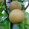 Nashi Hakko Pyrus Pyrifolia `Hakko´ -Baumwelt Verkaufsgeschäft Nashi Hosui