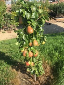 Säulenbirne `Obelisk®´ Pyrus Communis `Obelisk®´ -Baumwelt Verkaufsgeschäft Obeslisk2