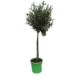 Olivenbaum - Stämmchen Olea Europaea -Baumwelt Verkaufsgeschäft Olivenbaum 1