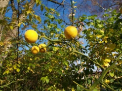 Dreiblättrige Orange Poncirus Trifoliata -Baumwelt Verkaufsgeschäft PONCIRUS trifoliata