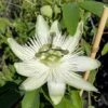 Passionsblume `Snow Queen´ Passiflora `Snow Queen´ -Baumwelt Verkaufsgeschäft Passiflora Snow Queen