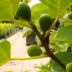 Neue Produkte -Baumwelt Verkaufsgeschäft Pf lzer Fruchtfeige54c4e3adade54