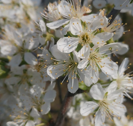 Pflausich Prunus Domestica `Pflausich´ 3 Pflausich Prunus Domestica `Pflausich´ – Bild 3
