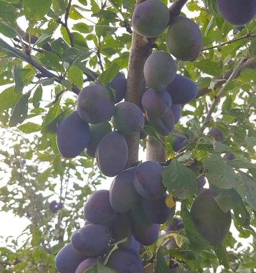 Pflausich Prunus Domestica `Pflausich´ 2 Pflausich Prunus Domestica `Pflausich´ – Bild 2