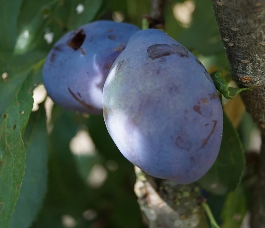 Pflausich Prunus Domestica `Pflausich´ 1 Pflausich Prunus Domestica `Pflausich´