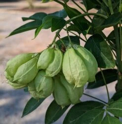 Rispen-Pimpernuss Staphylea Pinnata -Baumwelt Verkaufsgeschäft Pimpernuss Frucht1