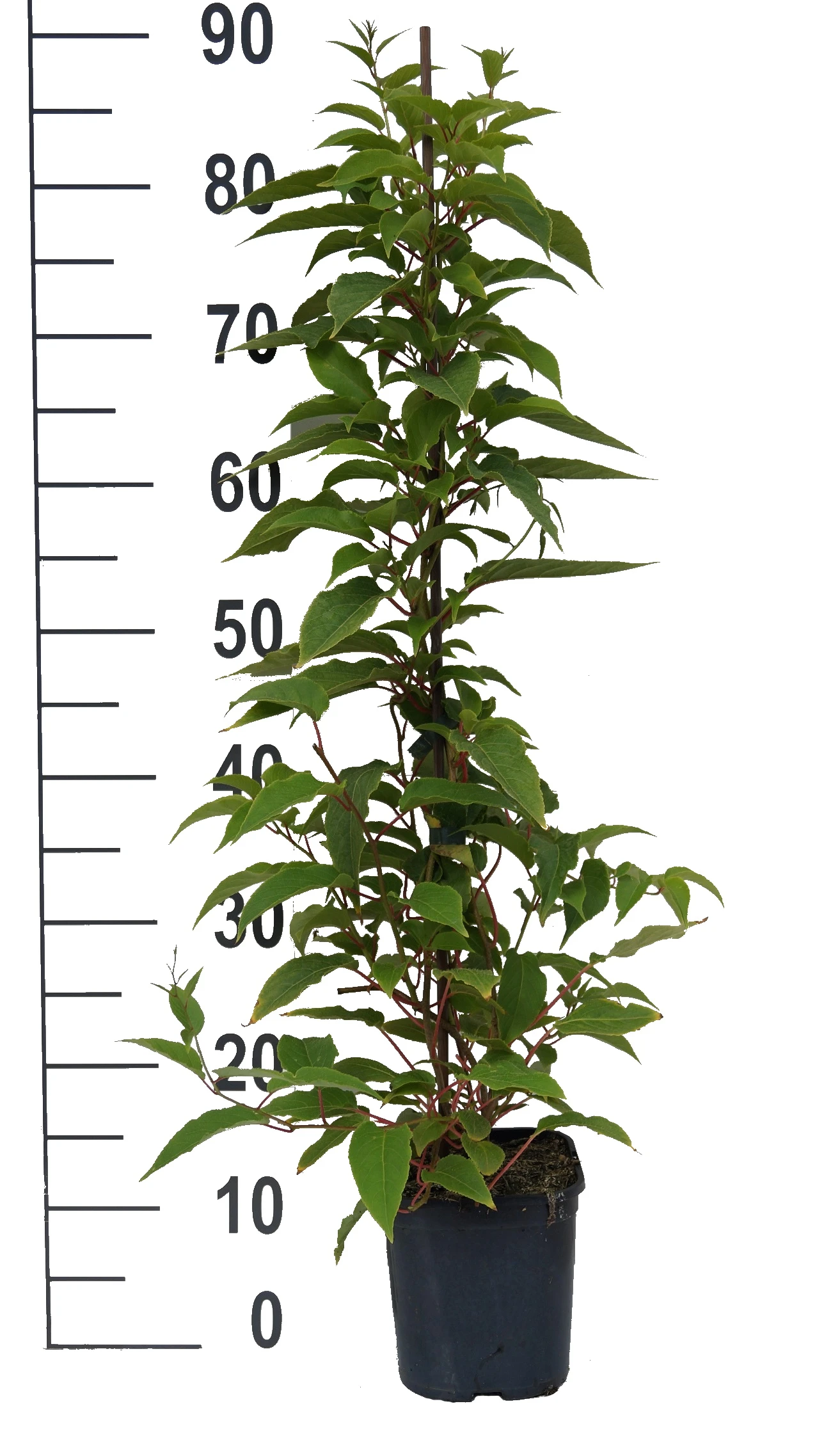 Bayernkiwi 3er-Set Mit Großfrüchtigen Sorten Actinidia Arguta 2 Bayernkiwi 3er-Set Mit Großfrüchtigen Sorten Actinidia Arguta – Bild 2