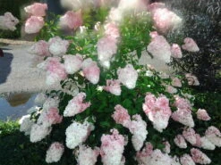 Rispenhortensie `Vanille-Fraise´ Hydrangea Paniculata `Vanille Fraise´ -Baumwelt Verkaufsgeschäft Pinky Winkie Hortensie5936a36f54caf