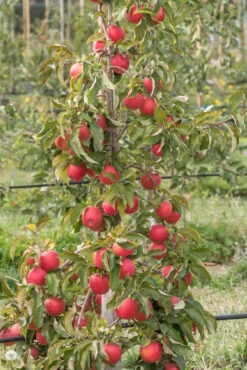 Pinova ® Malus Domestica -Baumwelt Verkaufsgeschäft Pinova am Baum