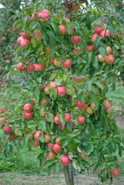 Pinova ® Malus Domestica -Baumwelt Verkaufsgeschäft Pinova3
