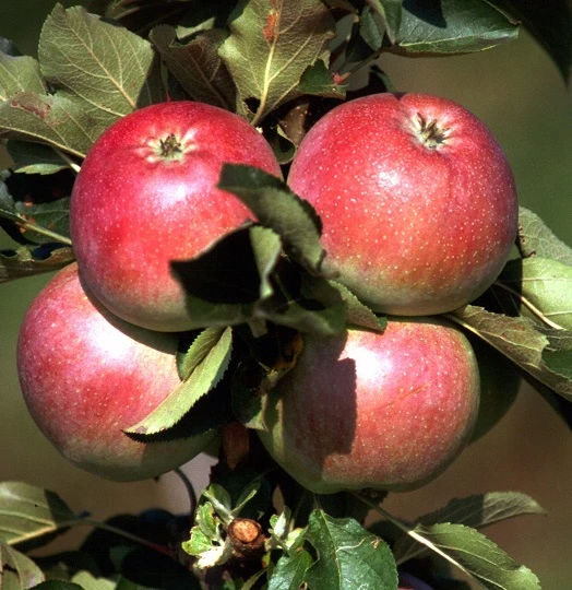 Säulenapfel `Pompink Ⓢ´ Malus Domestica `Pompink Ⓢ´ 1 Säulenapfel `Pompink Ⓢ´ Malus Domestica `Pompink Ⓢ´